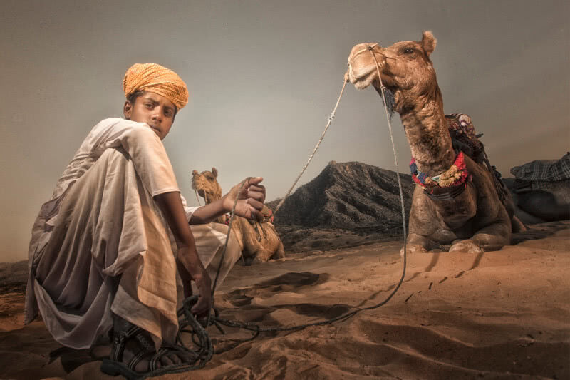 desert camel