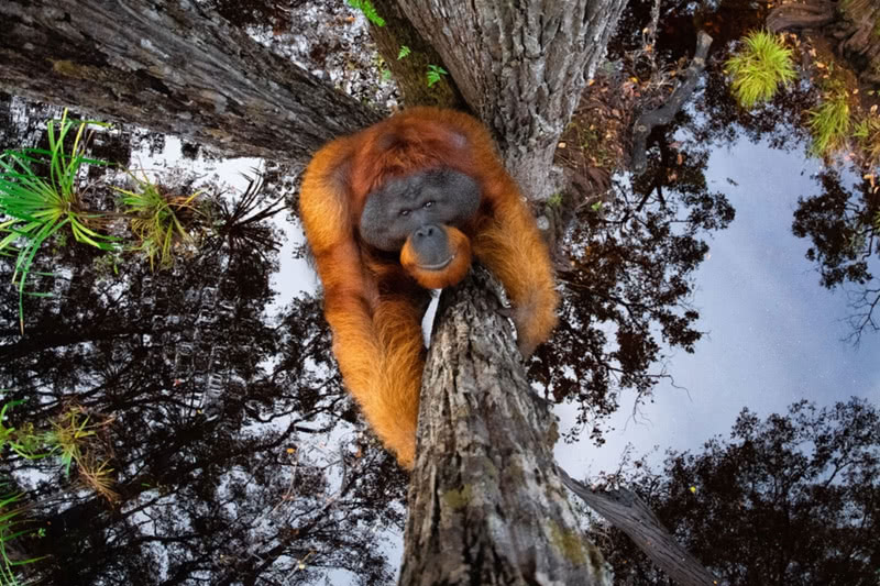 orangutan climb tree