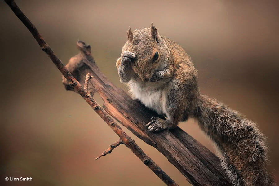 worried squirrel