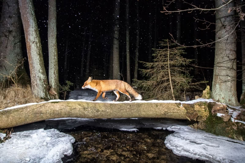 fox night