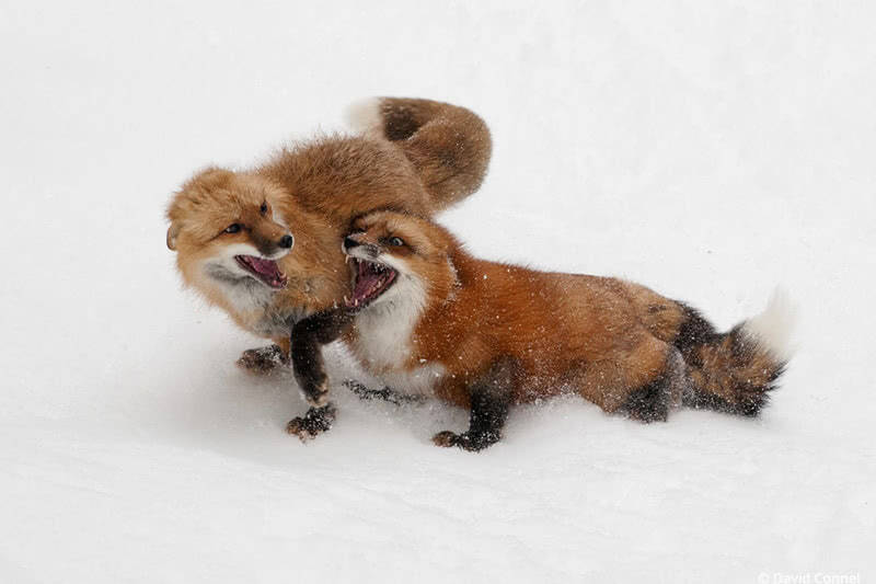 playful foxes