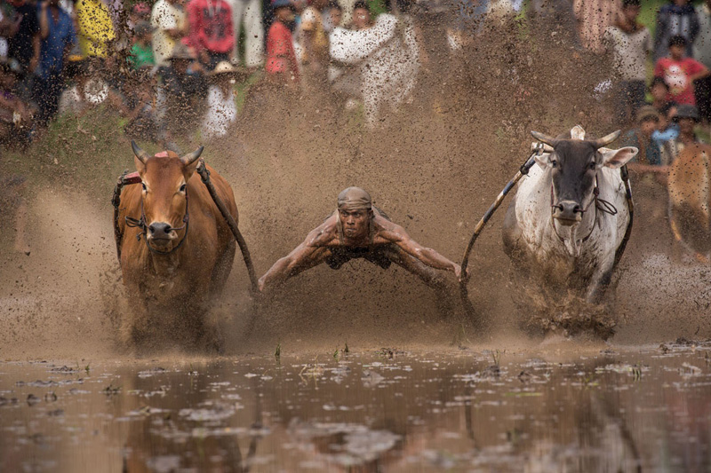 Pacu jawi cow racing, Indonesia